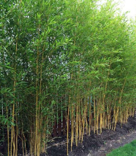 Phyllostachys aureosulcata 'Spectabilis'
